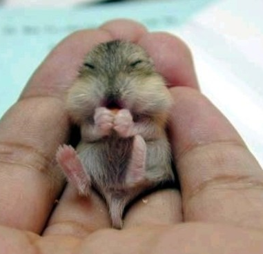 You Want the Cute?!